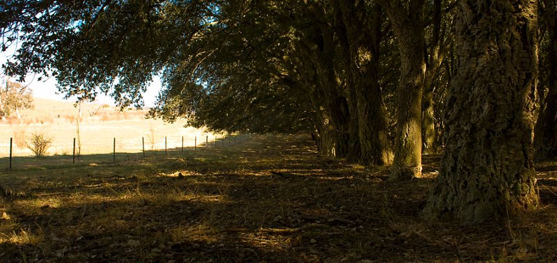 cork forestq (2).jpg